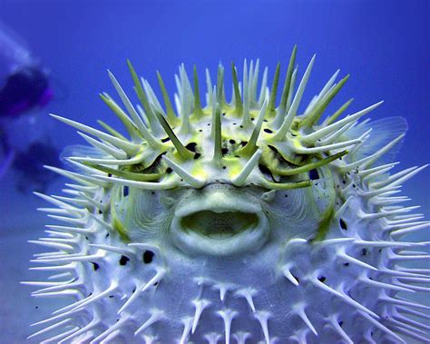 Pictures of puffer fish - Find & Download the most popular Puffer Fish Photos on Freepik Free for commercial use High Quality Images Over 32 Million Stock Photos